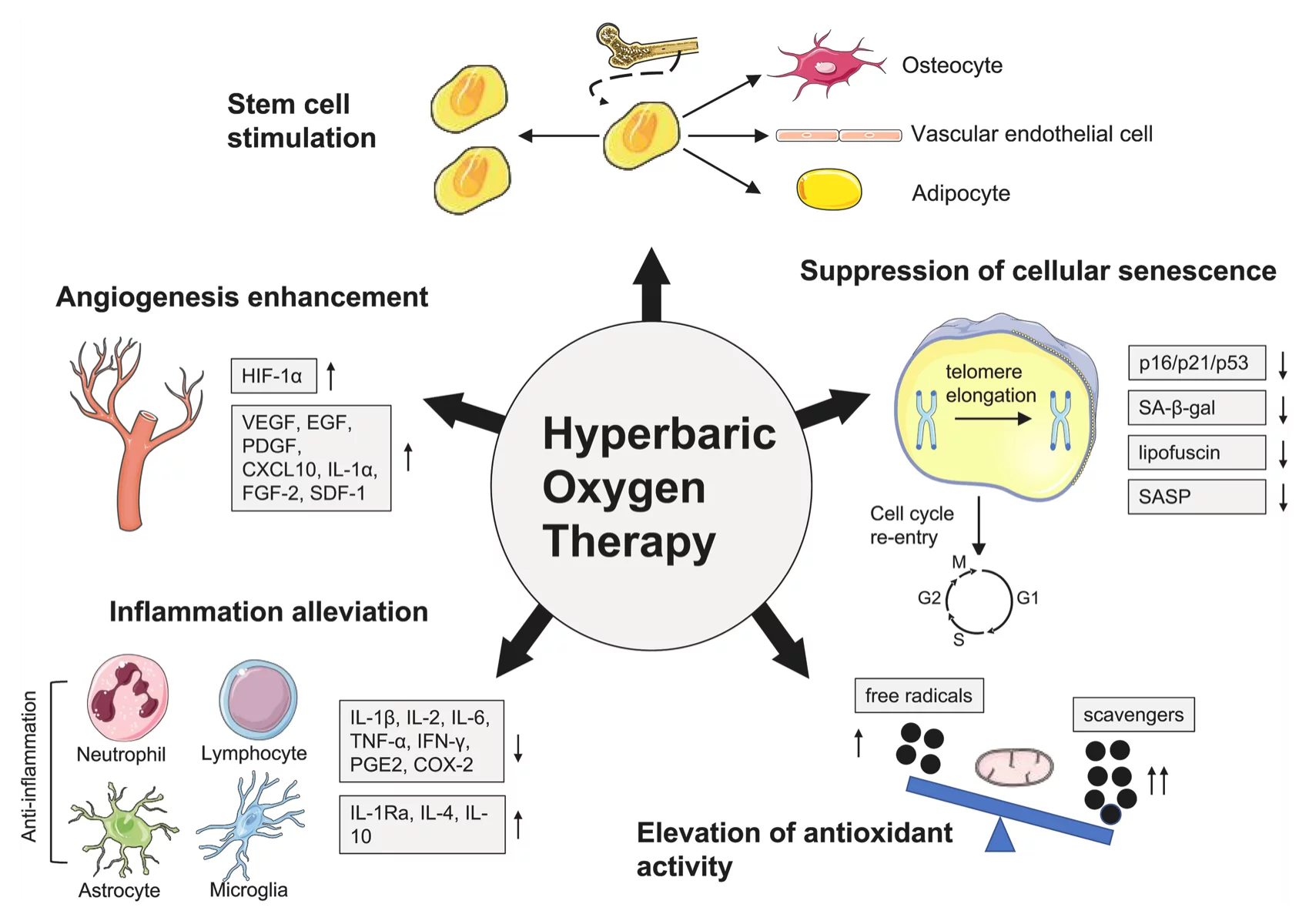 An illustration how HBOT promotes healthy aging