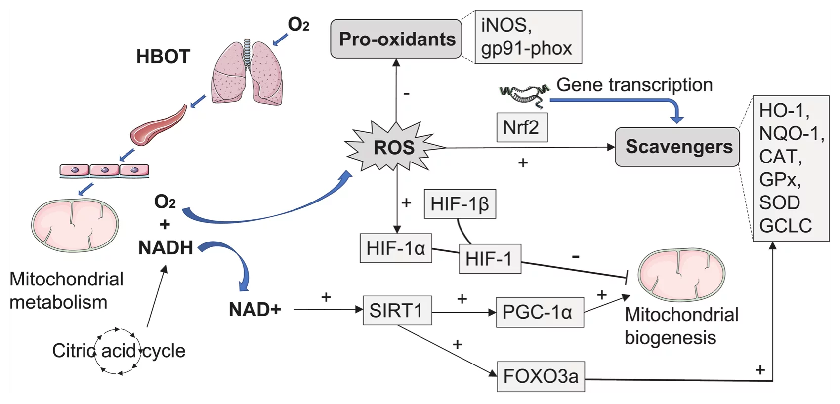 A figure showing the effects of HBOT on oxidative stress balance and mitochondrial properties